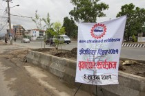 Tree Plantation