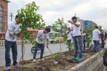 Tree Plantation