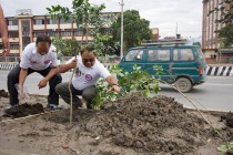 Tree Plantation
